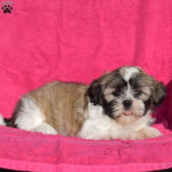 Hope, Shih Tzu Puppy