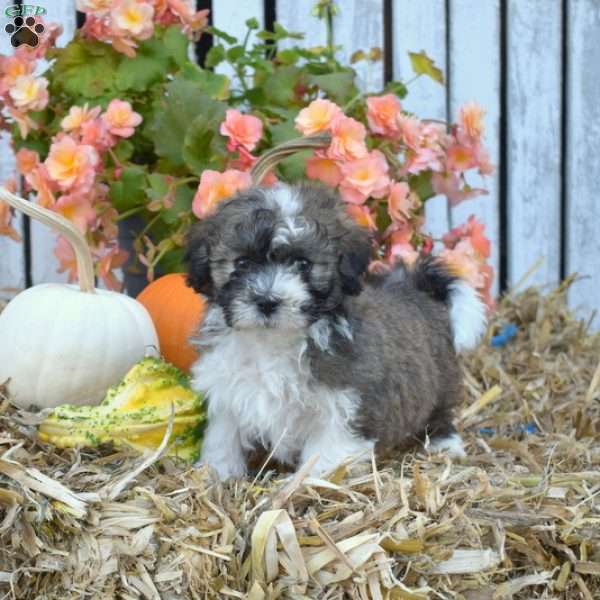 Hope, Havanese Puppy