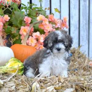 Hope, Havanese Puppy