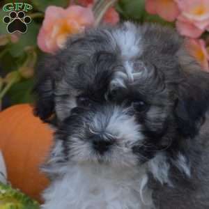 Hope, Havanese Puppy