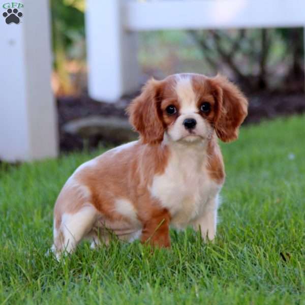 Hope, Cavalier King Charles Spaniel Puppy