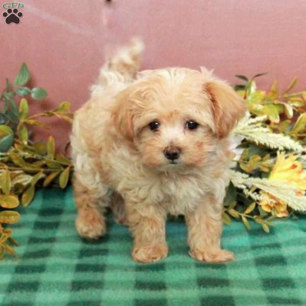 Hopper, Maltipoo Puppy