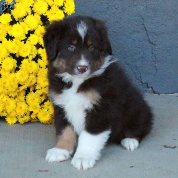 Hopper, Australian Shepherd Puppy