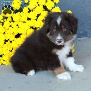 Hopper, Australian Shepherd Puppy