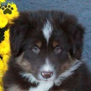 Hopper, Australian Shepherd Puppy