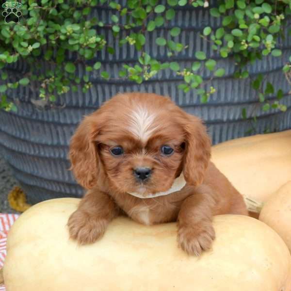 Hudson, Cavalier King Charles Spaniel Puppy