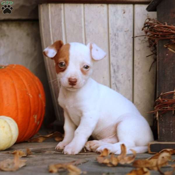 Hudson, Jack Russell Mix Puppy