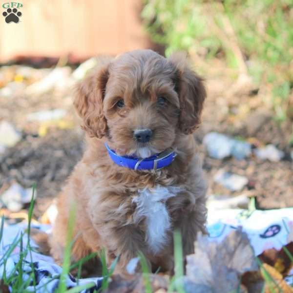 Hudson, Cockapoo Puppy