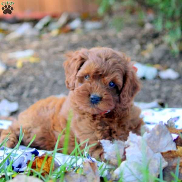 Hugo, Cockapoo Puppy