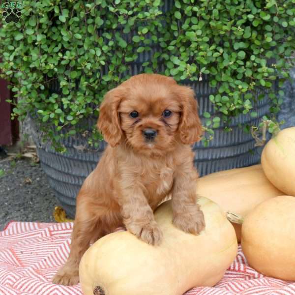 Hugo, Cavalier King Charles Spaniel Puppy