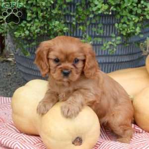 Hugo, Cavalier King Charles Spaniel Puppy