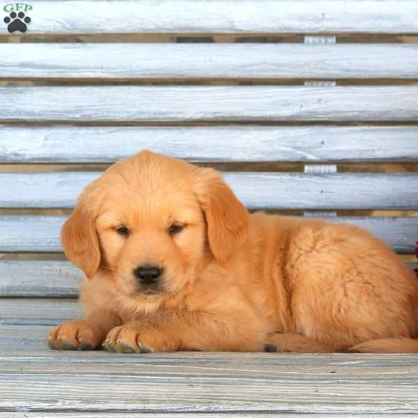 Hunter, Golden Retriever Puppy