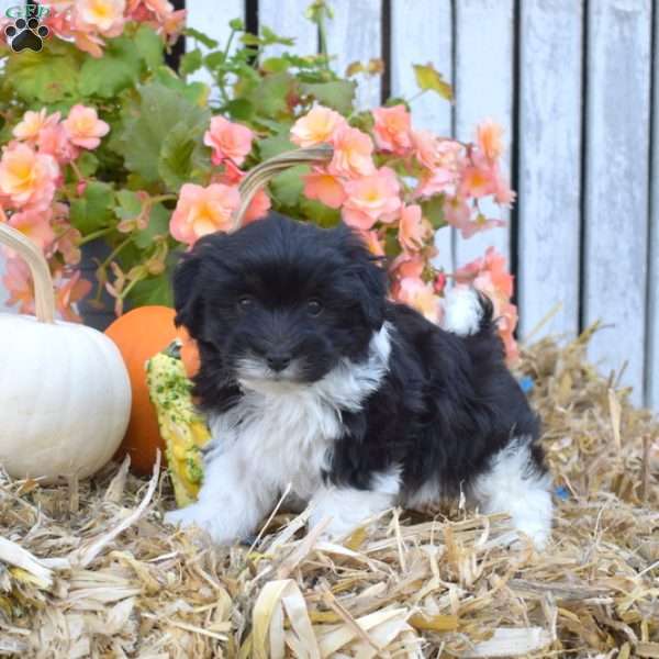 Hunter, Havanese Puppy