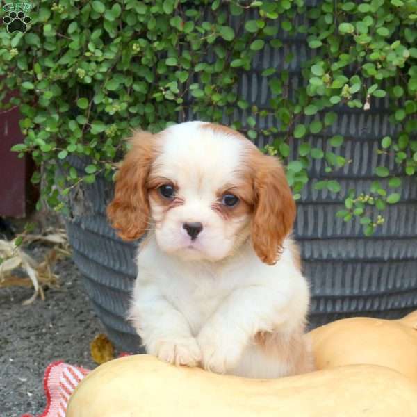 Hunter, Cavalier King Charles Spaniel Puppy