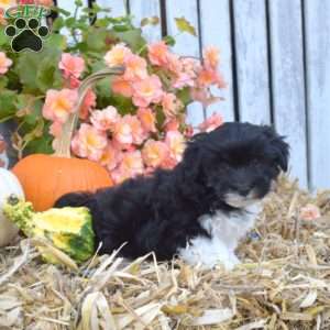 Hunter, Havanese Puppy