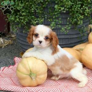 Hunter, Cavalier King Charles Spaniel Puppy