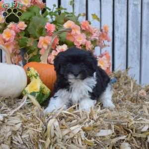 Hunter, Havanese Puppy