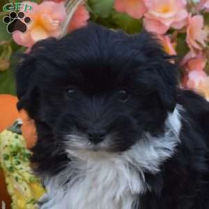 Hunter, Havanese Puppy