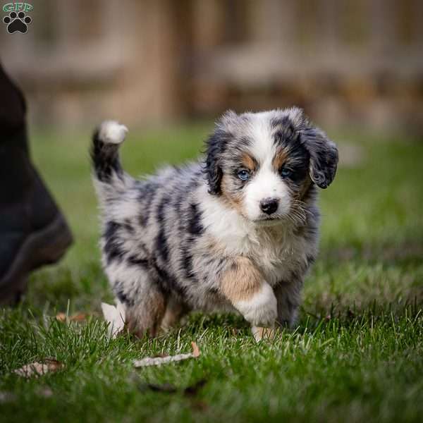 Huron, Mini Bernedoodle Puppy