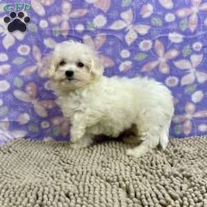 Sarah, Bichon Frise Puppy