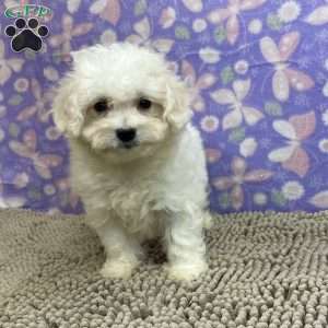 Sarah, Bichon Frise Puppy