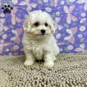 Sarah, Bichon Frise Puppy