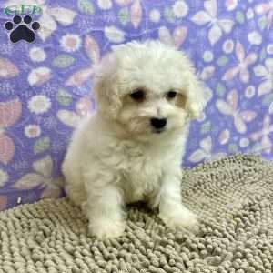 Sarah, Bichon Frise Puppy