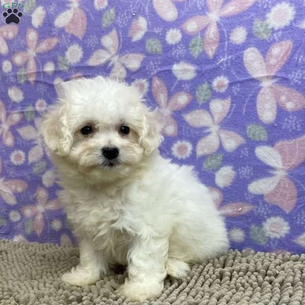 Sarah, Bichon Frise Puppy