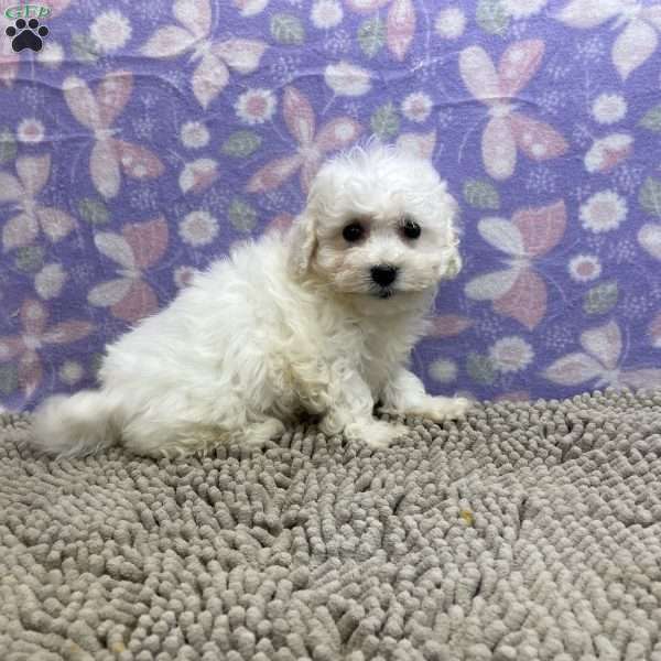 Sandra, Bichon Frise Puppy