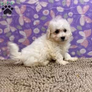 Sandra, Bichon Frise Puppy