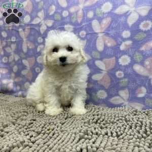 Sandra, Bichon Frise Puppy