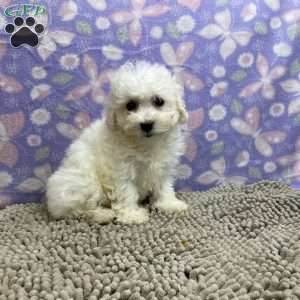 Sandra, Bichon Frise Puppy