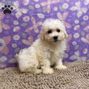 Sandra, Bichon Frise Puppy