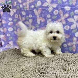 Sabrina, Bichon Frise Puppy