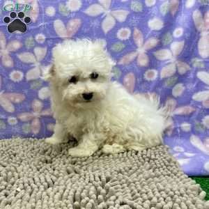 Sabrina, Bichon Frise Puppy