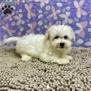 Sabrina, Bichon Frise Puppy