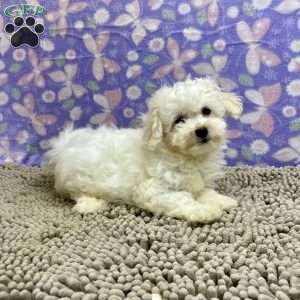 Sabrina, Bichon Frise Puppy