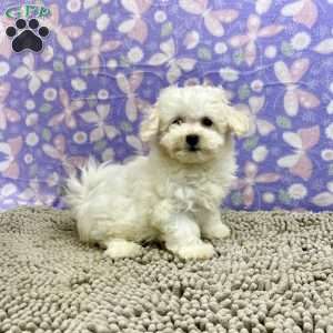 Sabrina, Bichon Frise Puppy