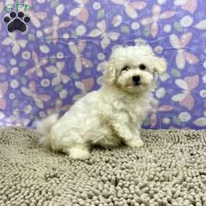 Sabrina, Bichon Frise Puppy