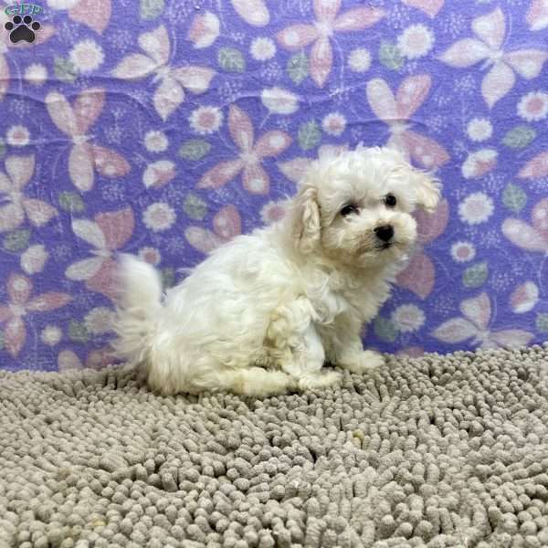 Sabrina, Bichon Frise Puppy