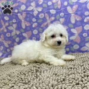 Shane, Bichon Frise Puppy