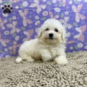 Shane, Bichon Frise Puppy