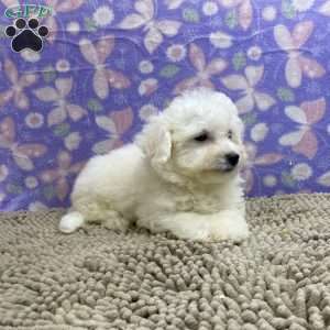 Shane, Bichon Frise Puppy