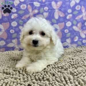 Shane, Bichon Frise Puppy