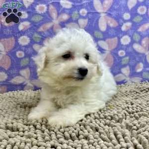 Shane, Bichon Frise Puppy