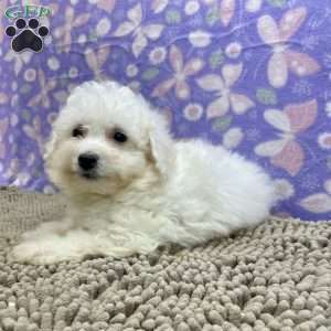 Shane, Bichon Frise Puppy