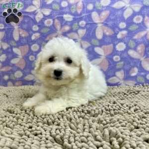 Shane, Bichon Frise Puppy