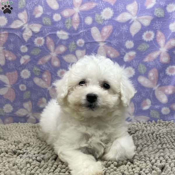 Shane, Bichon Frise Puppy