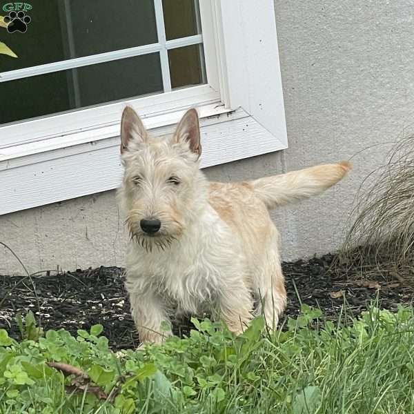 Claudia, Scottish Terrier Puppy