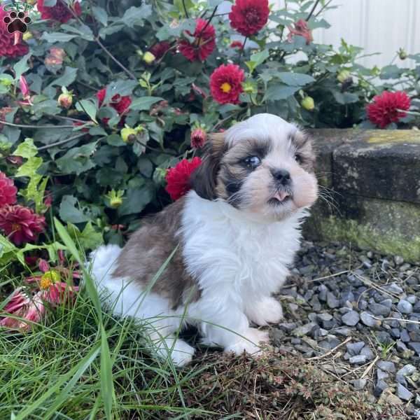 Larry, Shih Tzu Puppy